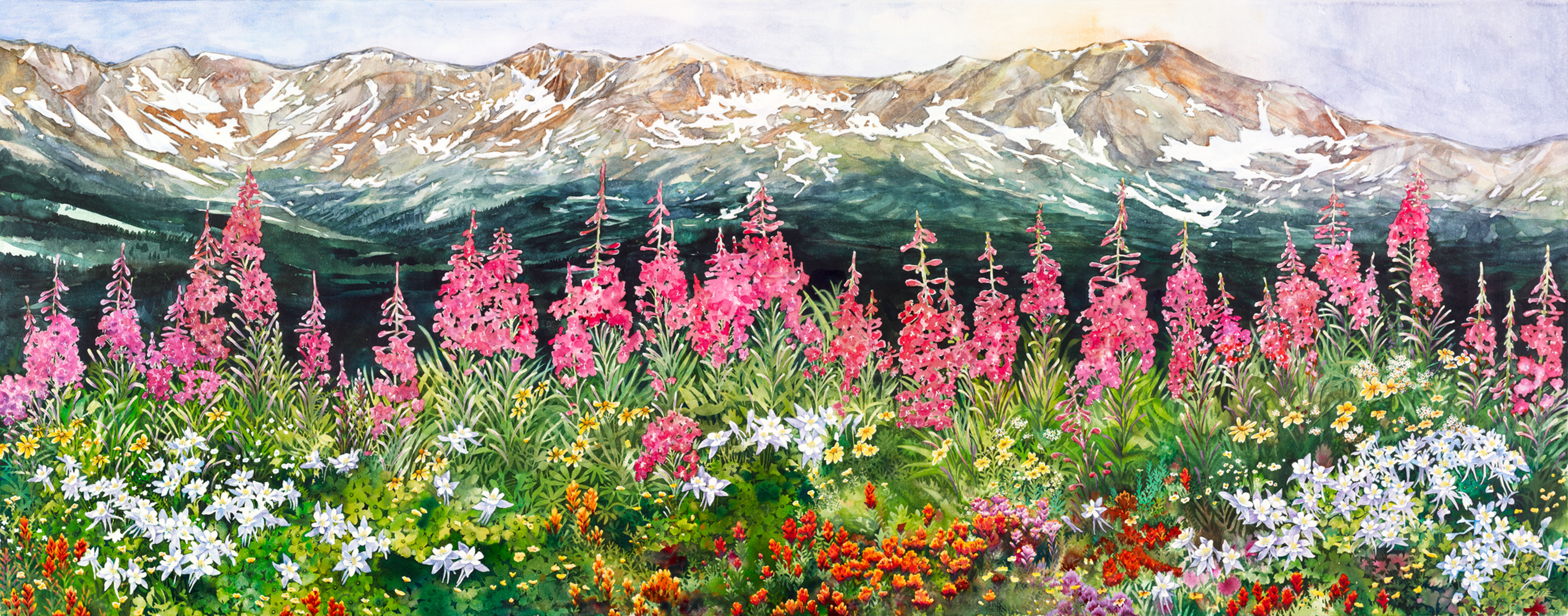 Mountain Wildflowers