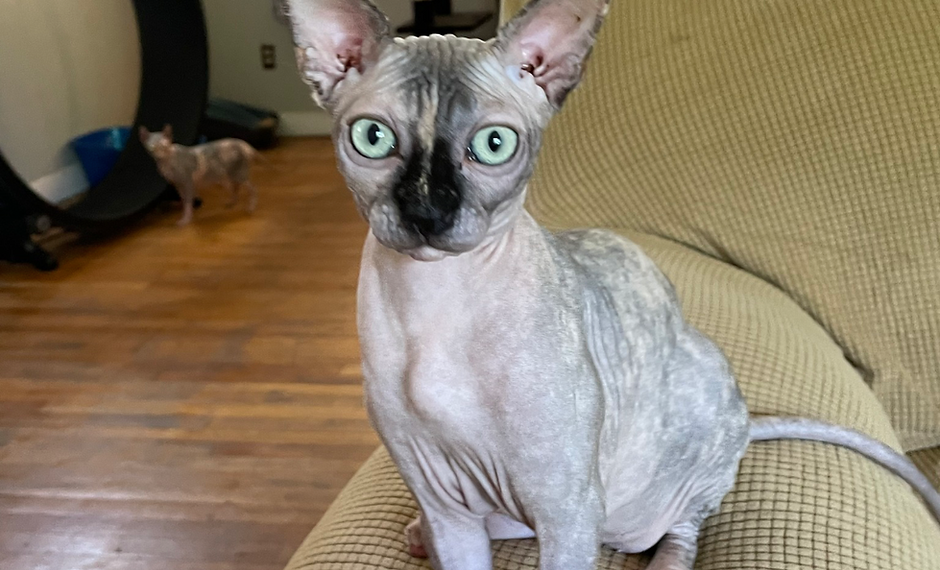 Bald cats for sale near me