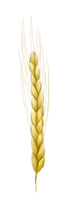 Enkorn