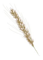 Lantvete