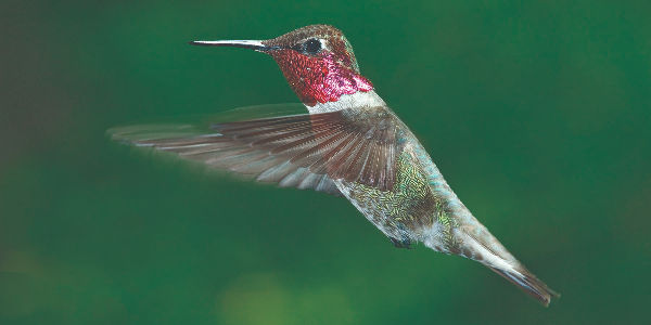 Hummingbird with iridescent green and red feathers hovers mid-air against a blurred green background, wings in motion.