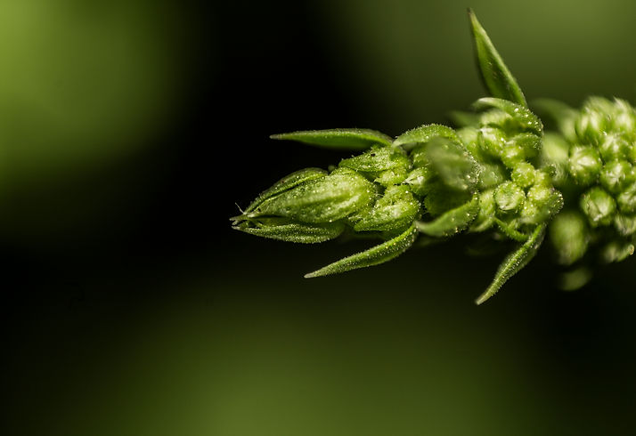 Macro 'Tulsi' flower