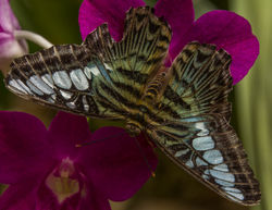 170528_Botanical_Garden_JR_118