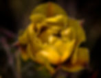 Archived Images