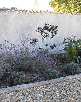COURTYARD PLANTING .jpeg