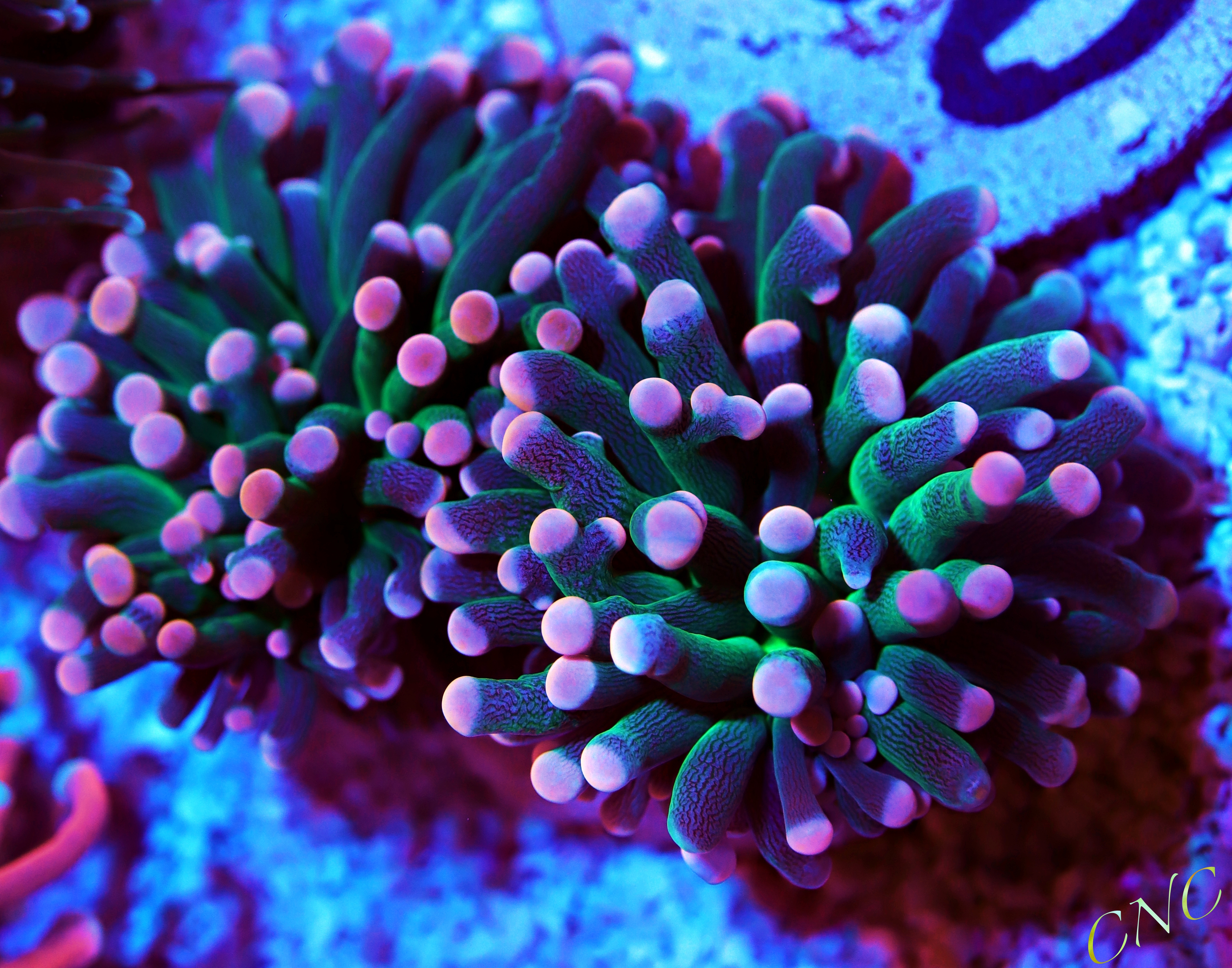 home cuttlefish and corals
