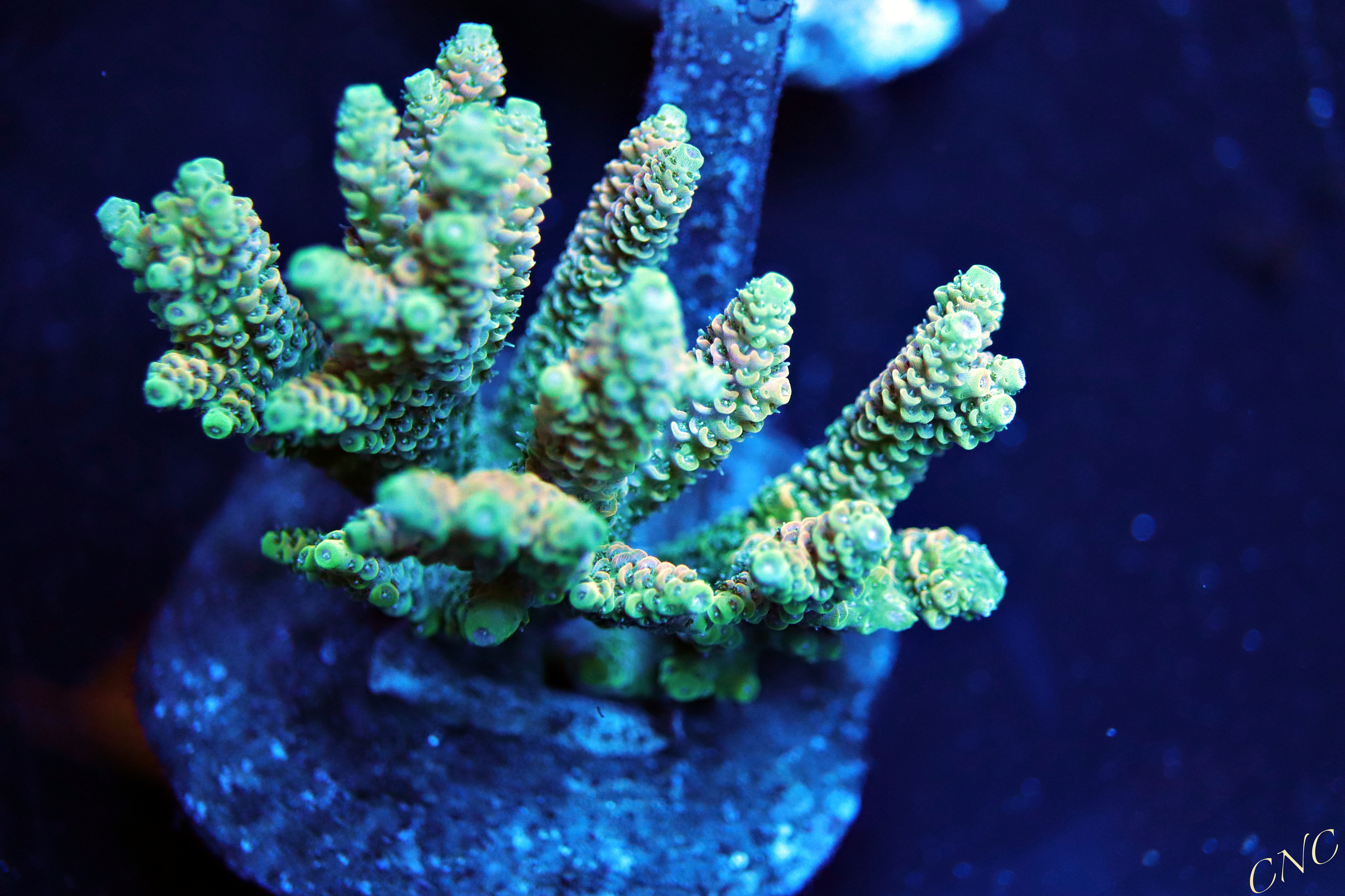 home cuttlefish and corals