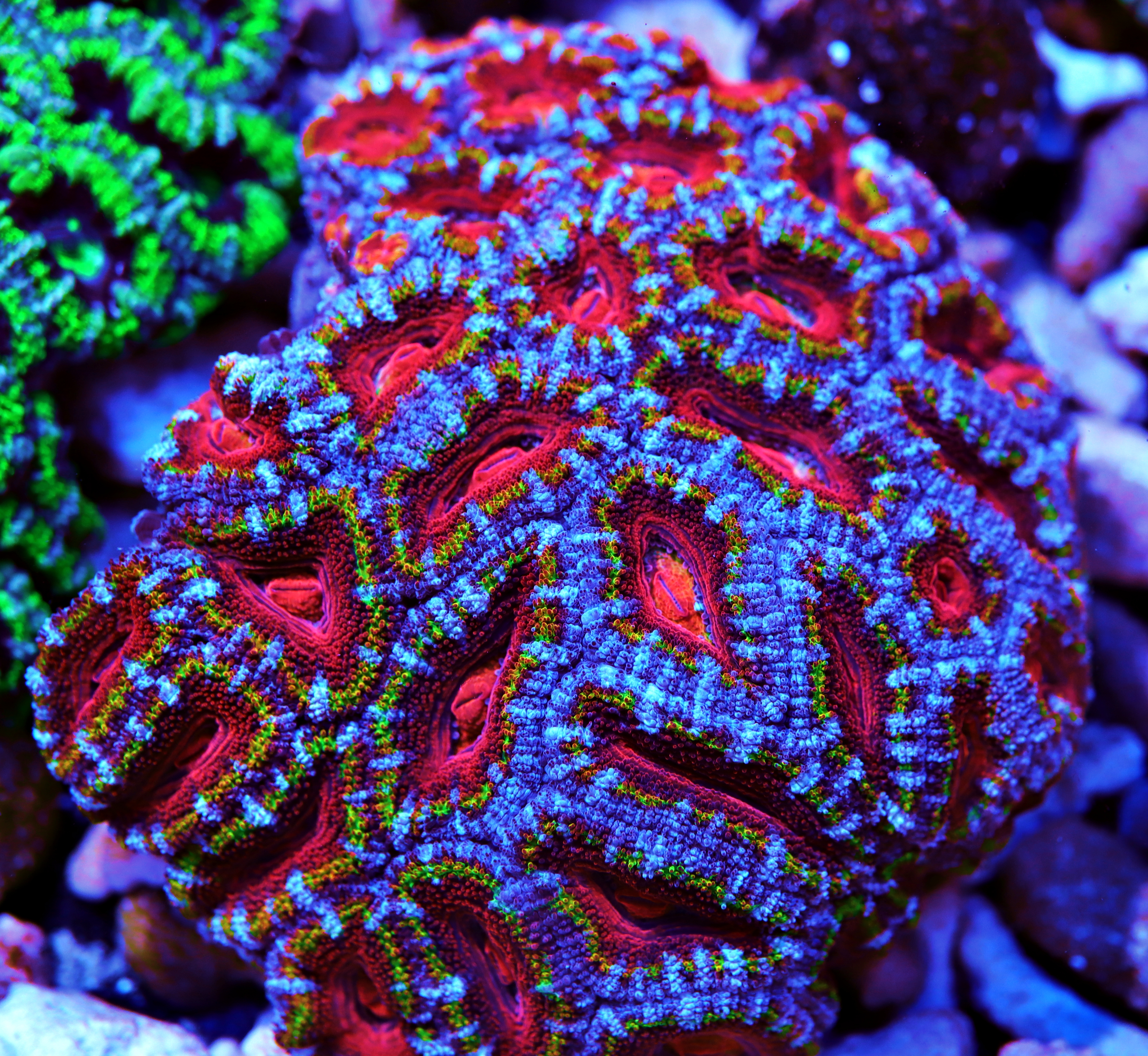 home cuttlefish and corals