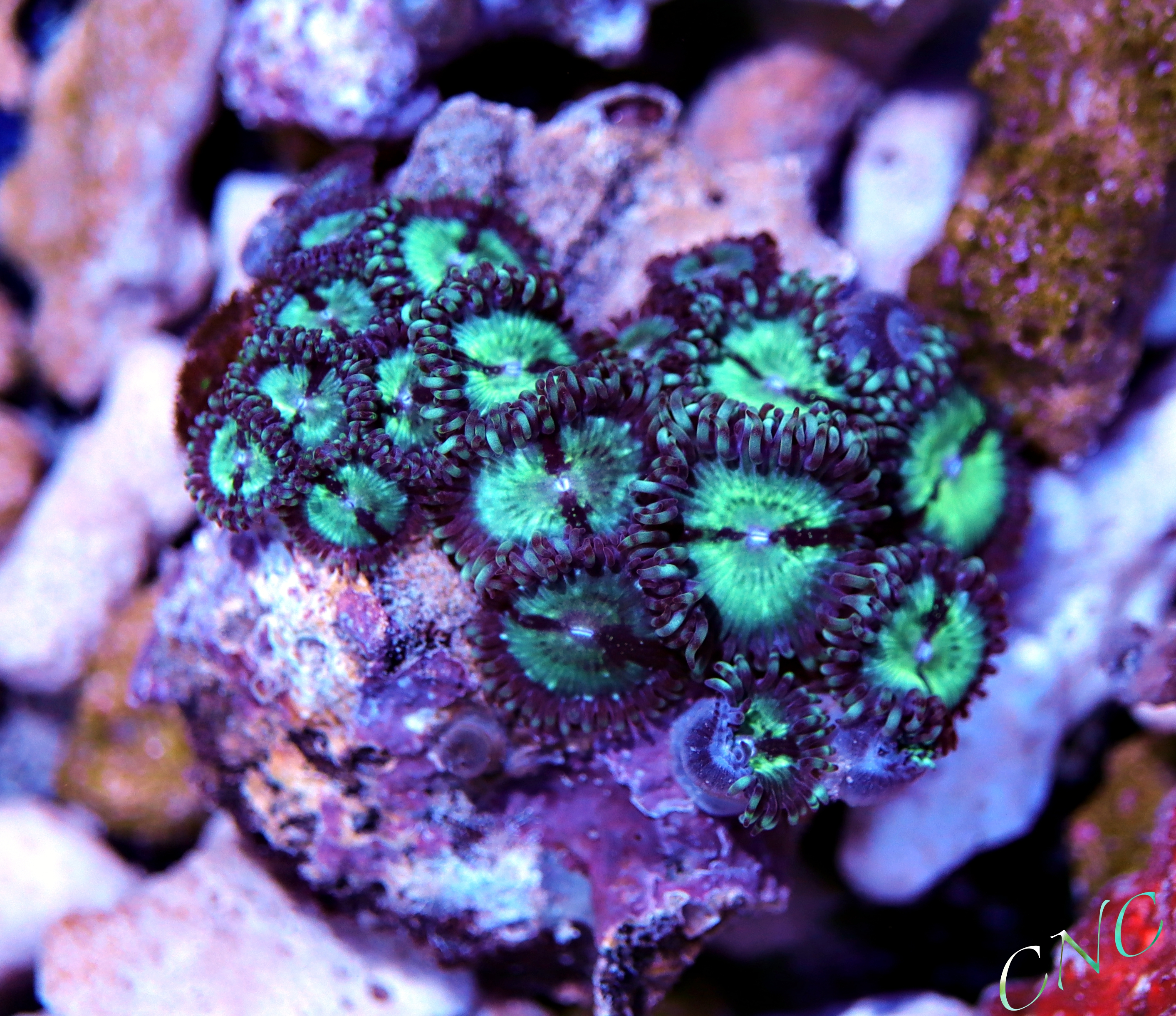 aquarium coral reef aquarium