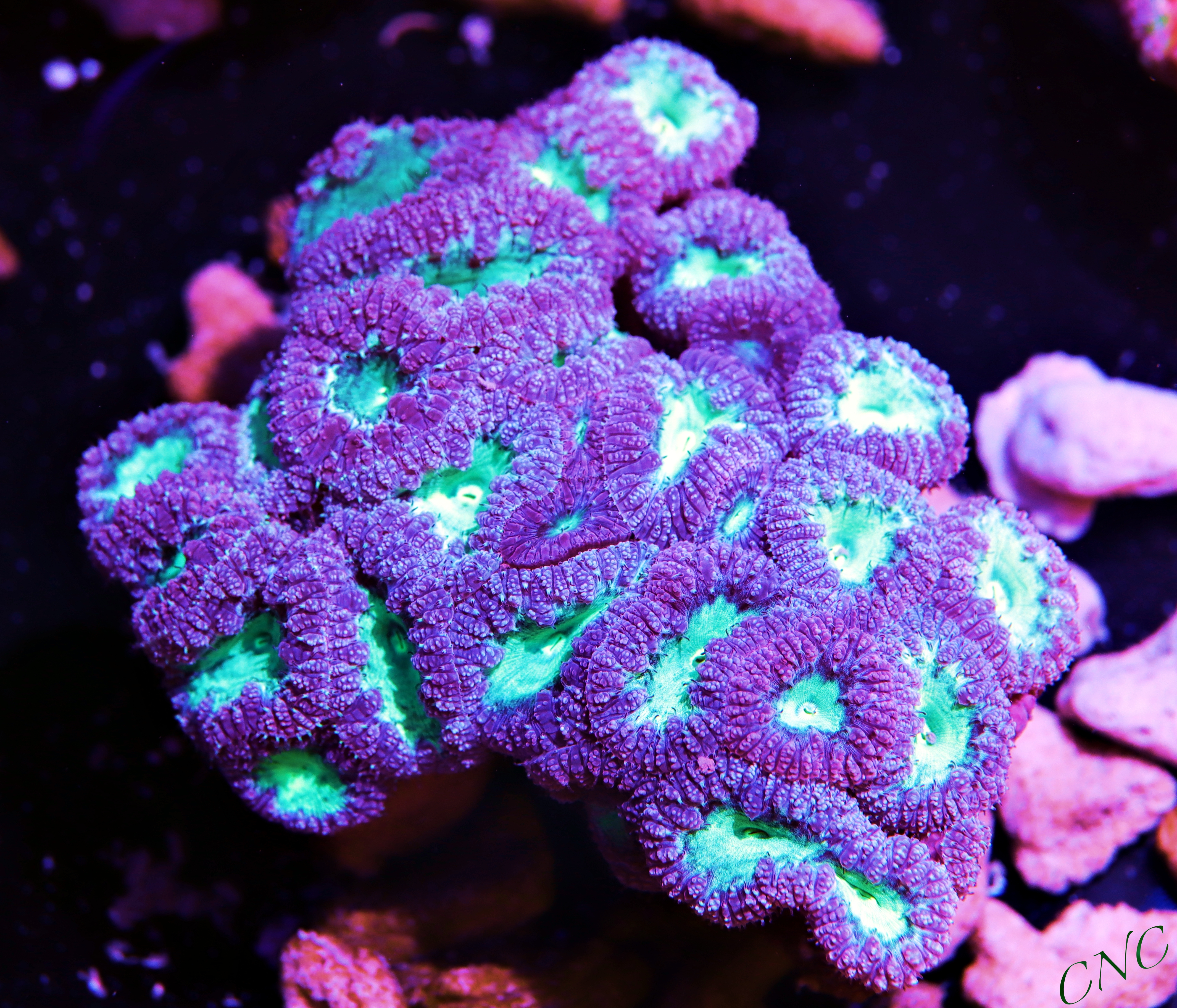 home cuttlefish and corals