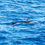 Miniature : Les Dauphins