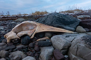 _DSC0354.jpg