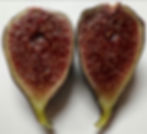 Thumbnail: Blue Slough Fig Tree