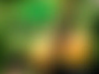 How Long Does It Take for Fig Trees to Bear Fruit?