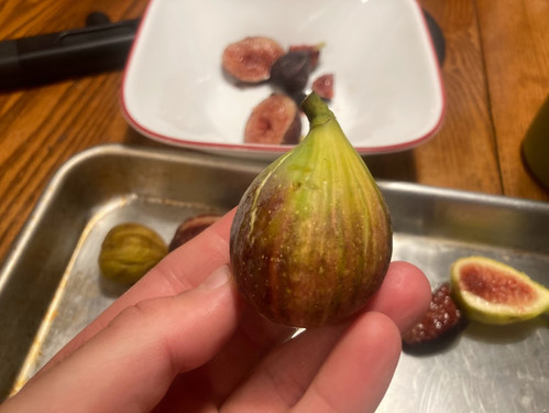 Paratjal Rimada Cuttings (3 Cuttings Per Order) | Fig Boss