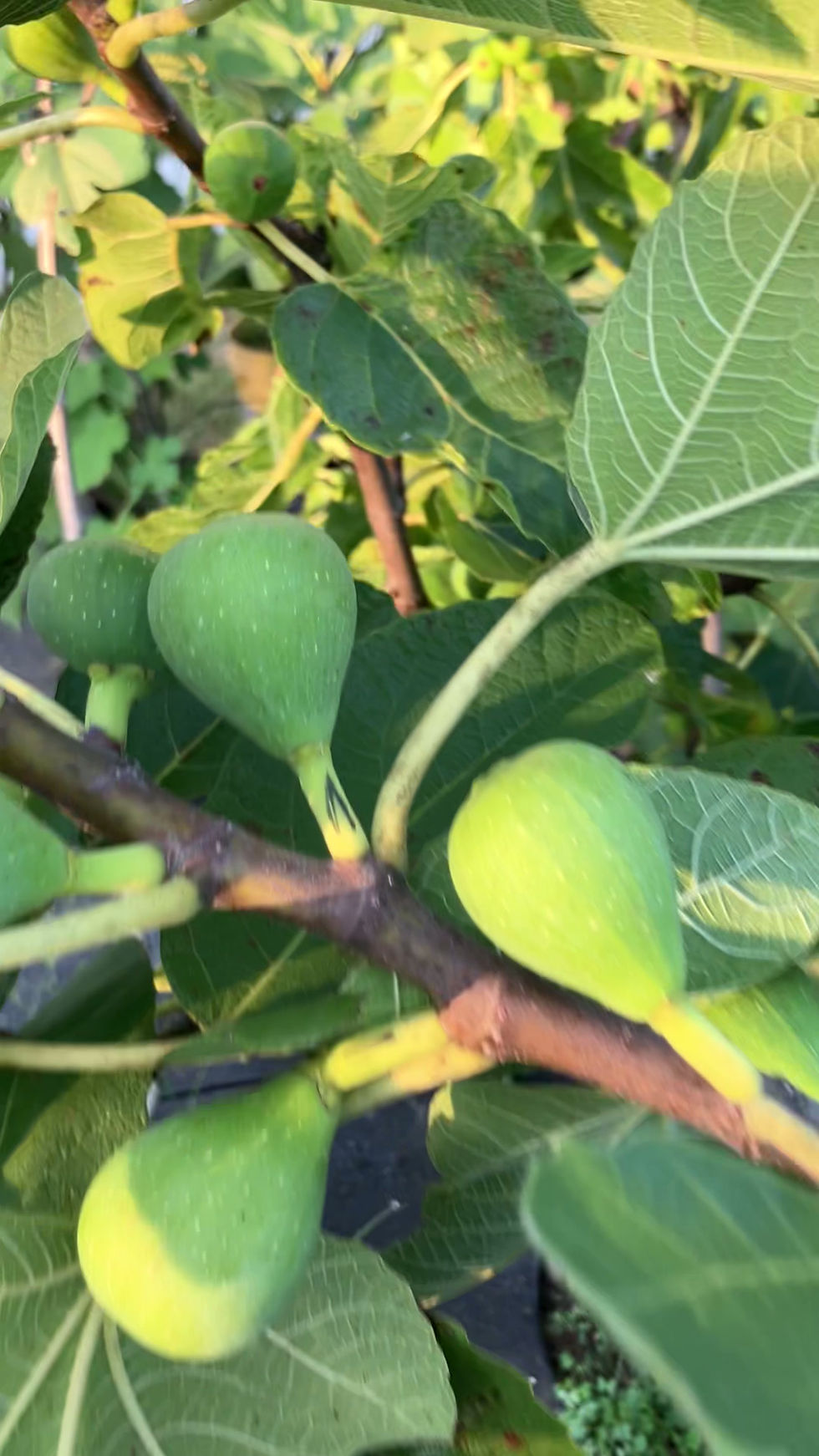 Thumbnail: Colonel Littman's Black Cross Fig Cuttings - 3 Per Order