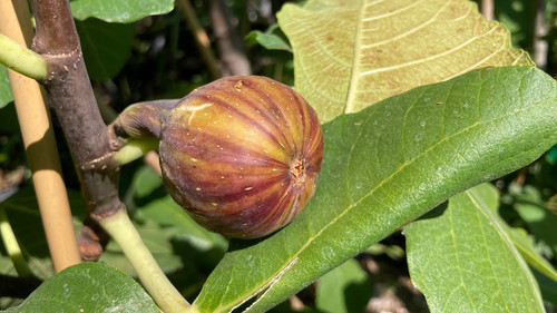 Coll de Dama Mutante Fig Tree | Ross Raddi