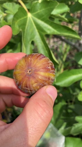 Coll de Dama Mutante Fig Cuttings - 3 Per Order | Ross Raddi