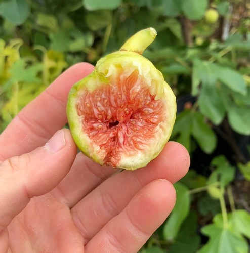 Atreano Fig Cuttings - 3 Per Order | Ross Raddi
