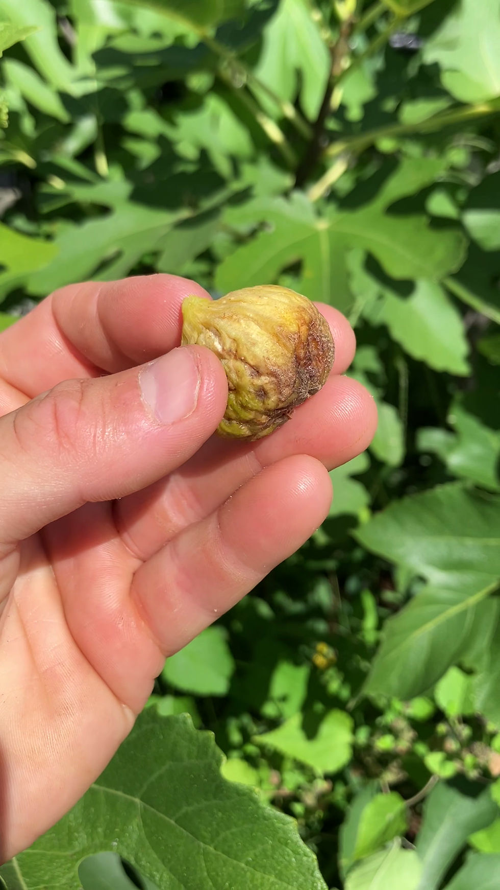 Thumbnail: Marseillaise Fig Tree