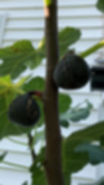 Thumbnail: Pastiliere (Raintree) Fig Tree
