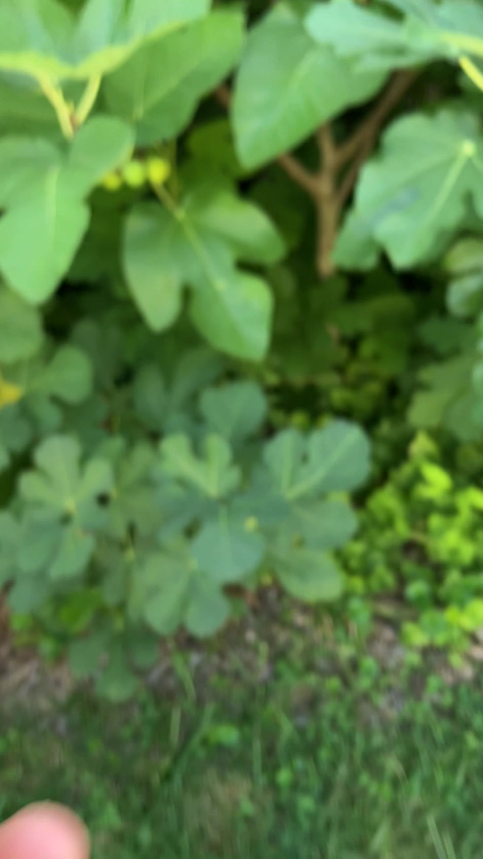 Thumbnail: LSU Tiger Fig Cuttings - 3 Per Order