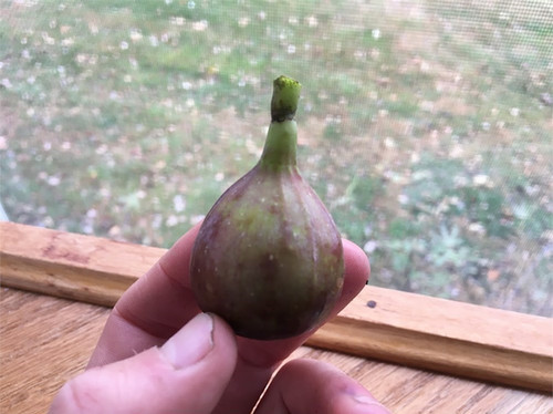 Colonel Littman's Black Cross Fig Tree | Ross Raddi