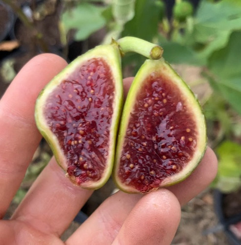 Domenica Blanca Negra Fig Cuttings - 3 Per Order | Ross Raddi