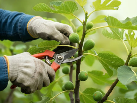 The Role of Plant Hormones in Fig Tree Pruning and Fruit Production