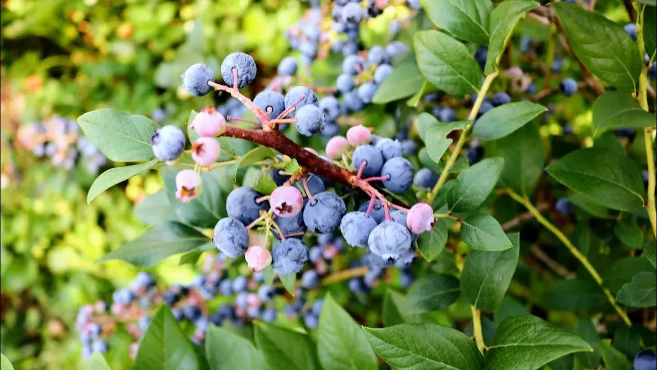 Draper Blueberry Plant