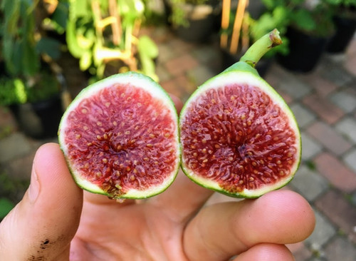LSU Strawberry Fig Cuttings (3 Cuttings Per Order) | Fig Boss