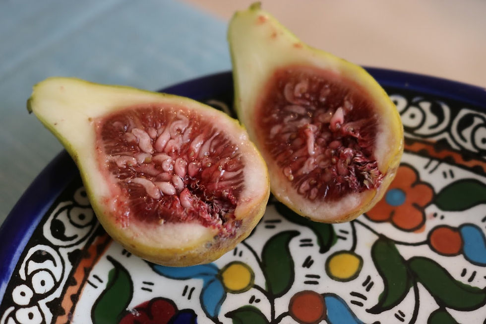 Thumbnail: St. Martin Fig Tree