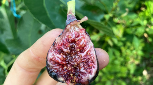Allix Fig Cuttings - 3 Per Order | Ross Raddi