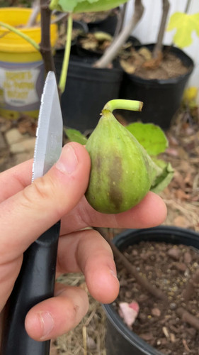 Domenica Blanca Negra Fig Cuttings - 3 Per Order | Fig Boss