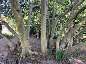 Are Fig "Trees" a Tree or Bush? Which is Better? They Can Be Both!