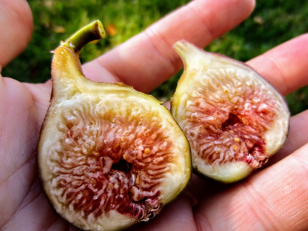 Sugar Figs What are they? And the many varieties that fall under this