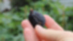 Thumbnail: Vagabond Fig Tree