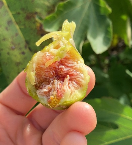 Corio Provence Fig Cuttings - 3 Per Order | Ross Raddi