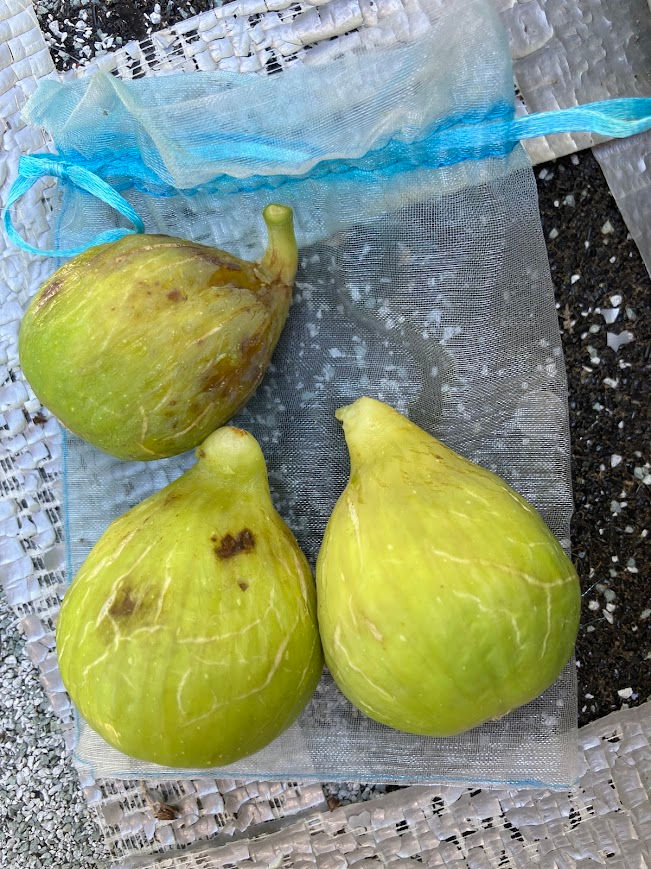 Thumbnail: White Triana Fig Cuttings - 3 Per Order