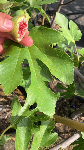 超激得，品質保証 24-373 Den Amoros （ デン アモロス ） イチジク