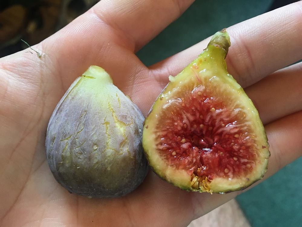 My Top 8 Overall Best Fig Varieties