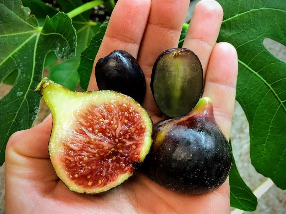 Noire de Barbentane Fig Tree