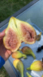 Thumbnail: Longue d'Aout Fig Tree