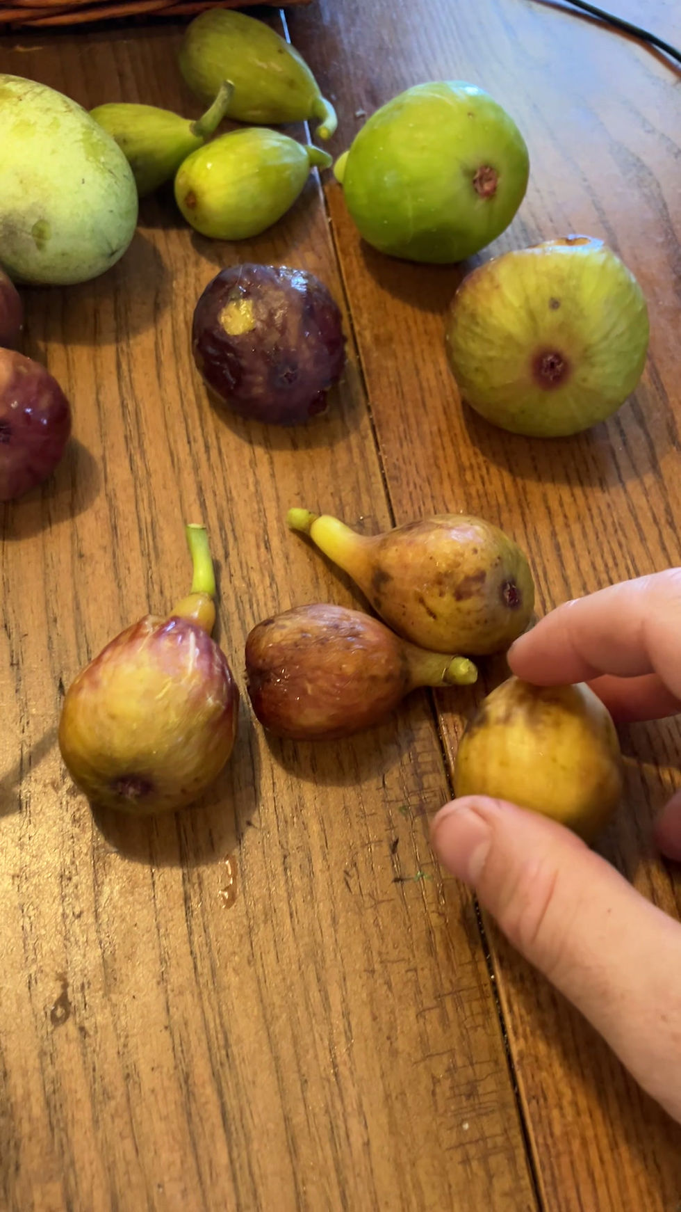 Thumbnail: Montalcino Rosso Fig Cuttings - 3 Per Order