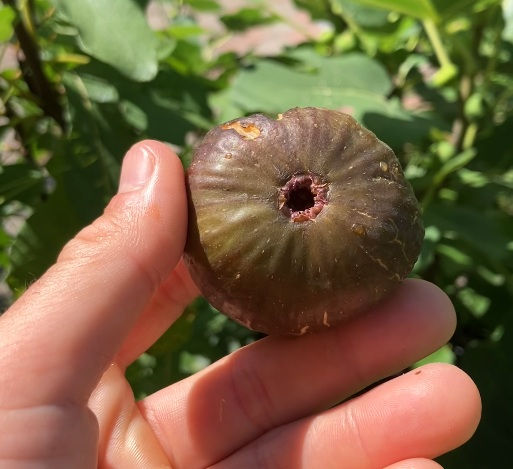 Thumbnail: Fico ISA Fig Tree