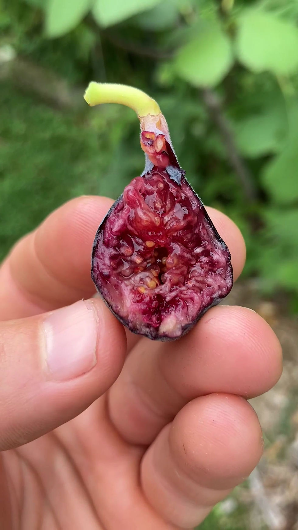 Thumbnail: Black Celeste Fig Cuttings - 3 Per Order