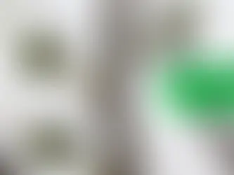 Fig Trees in Zones 5, 6, & 7: A Masterclass on Hardy Fig Trees in Cold Climates