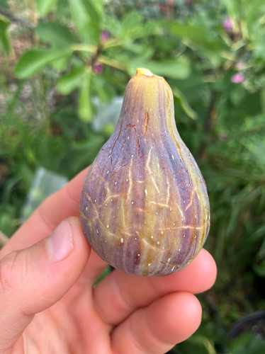 Coll de Dama Mutante Fig Tree | Fig Boss