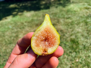 The Desert King Fig: MUST Read Before Growing