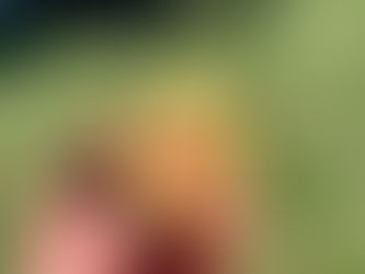 The Desert King Fig: MUST Read Before Growing